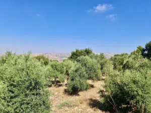 Mixed Use Land for Sale in Amman Mahes