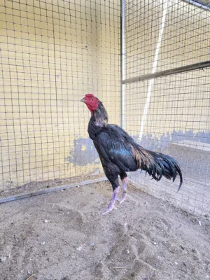 للبيع طير امور طيبه