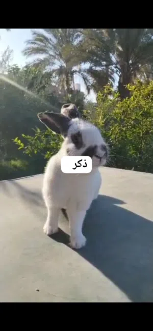 ألماني فراشة