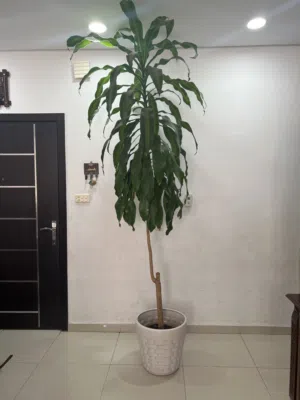 نبتة دراسينا للبيع...