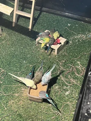 طيور حب عاديه مال بيت مرتبات