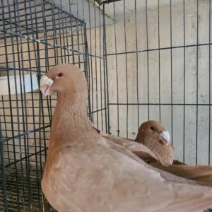 جوز هومر اصفر