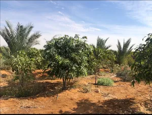 ‏زراعية ‏.‏ 6300 م٢ ‏.‏ المالك‏2
