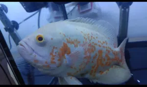 Oscar Fish Healthy and Strong.