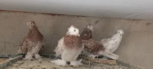 اقره الوصف حمام كشكي ومفتل سوبر جانبو