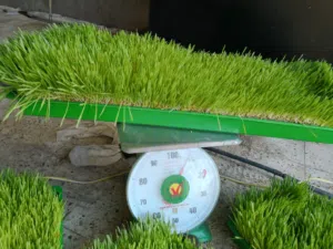 غرف استنبات شعير وبيوت محمية منزليه وصالات زراعيه وأنظمه زراعة مائية