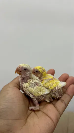 فروخ روز للبيع
