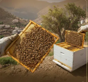 نحل بلدي جباح و خلايا بجميع انواعه وبسعر رخيص جداً ولايام محدودة