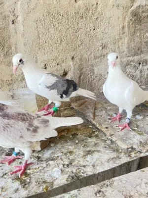 السلام وعليكم متاح زواجل زوج وتك فحل احمر ونثيه ايرانيه
