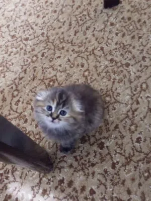 قطه سكوتش انثى