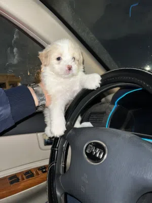 Havanese puppy