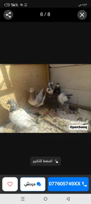 طيور للبيع
