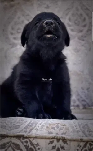 45 days German shepherd black jack