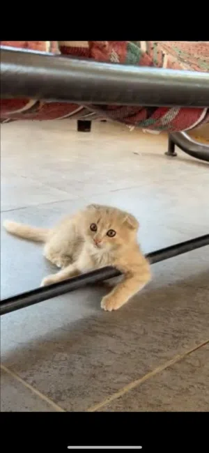 قطة سكوتش فولد للبيع