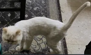 cat for adoption