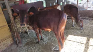 ثور أثيوبي مطعوم طعام الدار منذ أن كان صغيرا