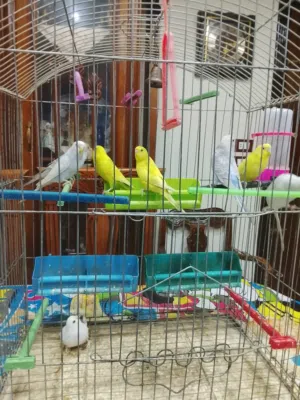 عصافير بادجى للبيع بسيدى بشر