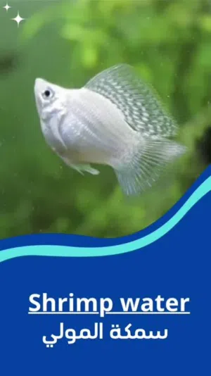 مولي بالون مهجن شراع