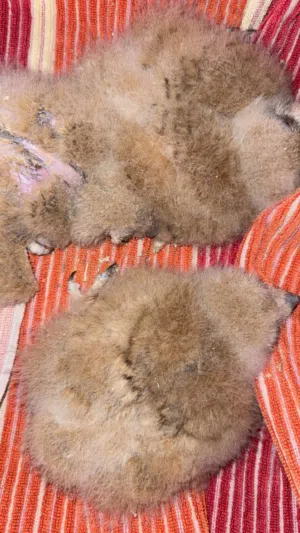 3بوم نسري الحبه الوحده علئ700$.رقم أتواصل