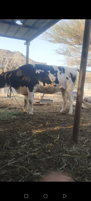 بقره هولنديه