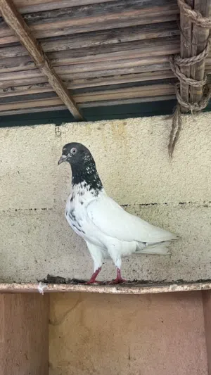 للبيع او للبدل حمام بكستاني مطيار 100 / 100