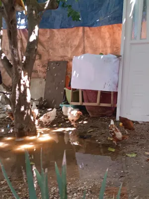 جاج لوهمان
