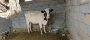 بجر عليهه ثامن