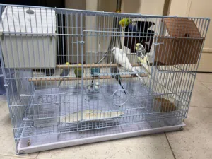 Budgies, Fancy White Hogo & Bird Houses for Sale