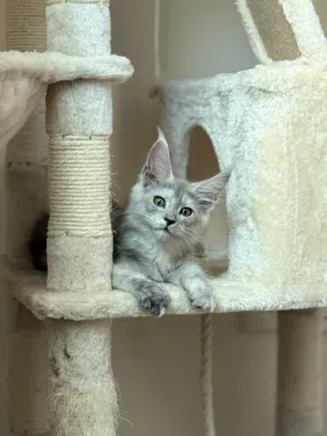 Mainecoon kitten