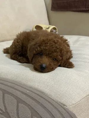 Toy poodle