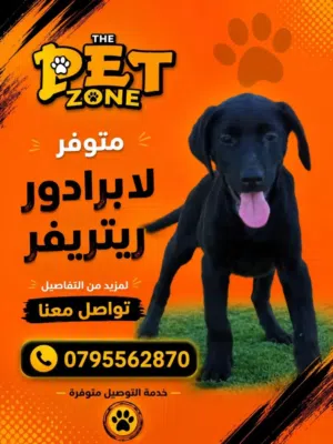 جراء متنوعه ...لابردور ...بلجم مالينو....مالتيز مكس ..بوميرنيان ...مع جميع المطاعيم