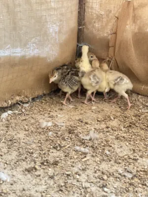 صيصان دجاج الرومي متبقي 11 فقط