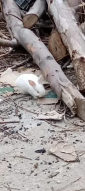 أرانب صغيرة