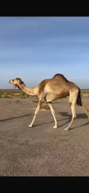 ناجه للبيع
