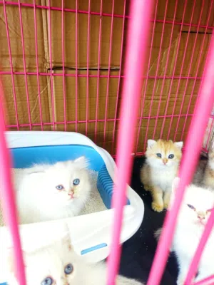 قطط سكوتش ستريت جولدن وابيض العمر 60 يوم