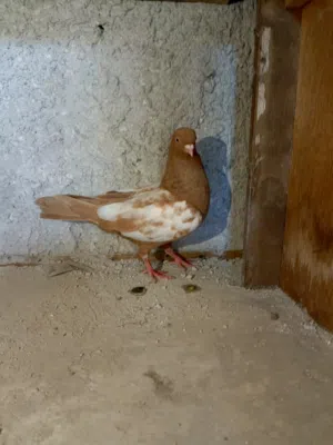 طيره مزهوره