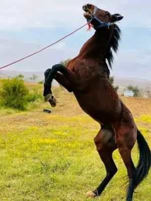 حصان للبيع بسعر حرق