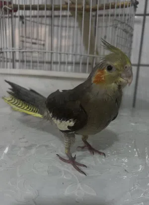 متاح طيرة اليفة طينه