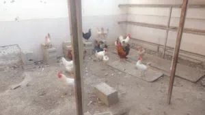دجاج عماني للبيع العامرات