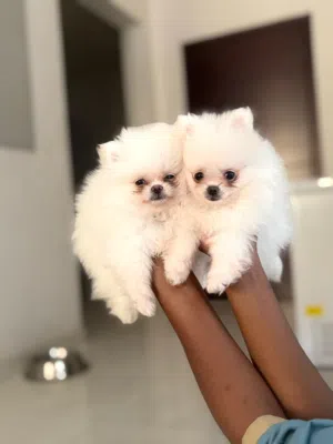 Teacup Pomeranian and Pomsky puppies male and female available