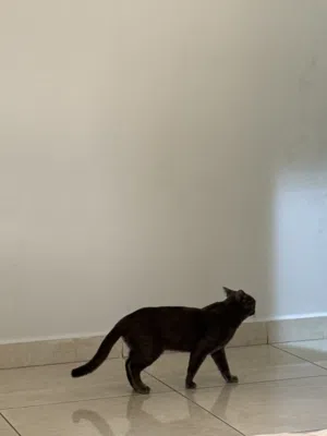 قط برتش لتبني