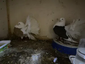 حمام تونسي