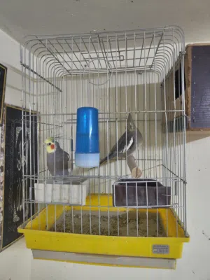 جوزين كوكتيل نخب شغالات اهالي فراخ .....................................