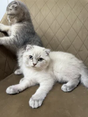 British scotish short hair cats