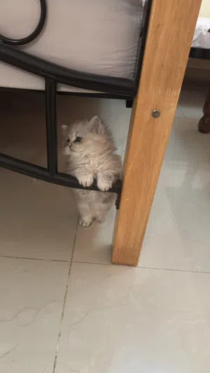 Persian–Turkish Mix Kittens