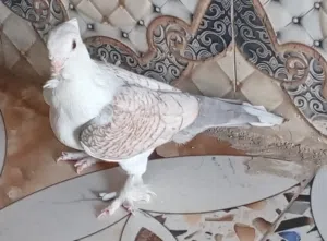 نثيه حب الرمان. لون يخبل