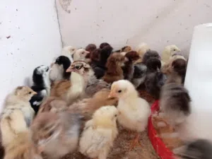 صيصان فرنسي عماني