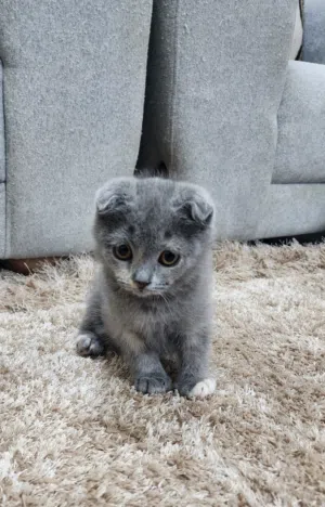 2 months, Scottish kittens