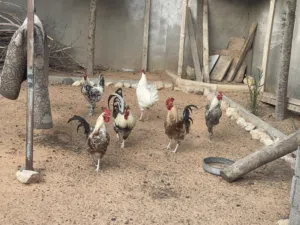 فراريج للبيع