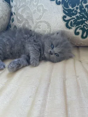 قطط شيرازية للبيع